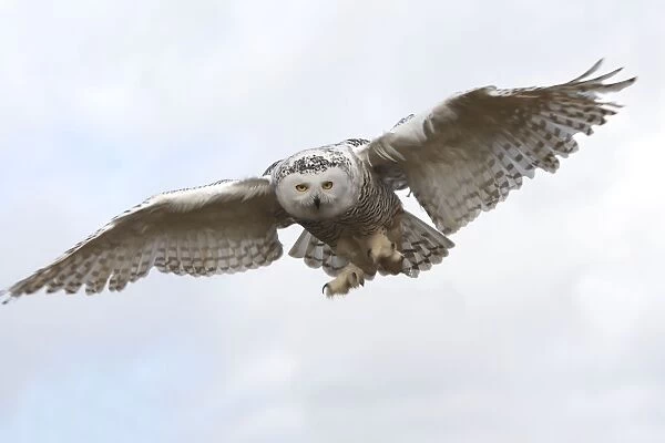 Snowy Owl - in flight