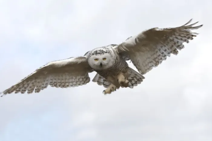 Framed Print : Snowy Owl - in flight Framed Print : Snowy Owl - in flight