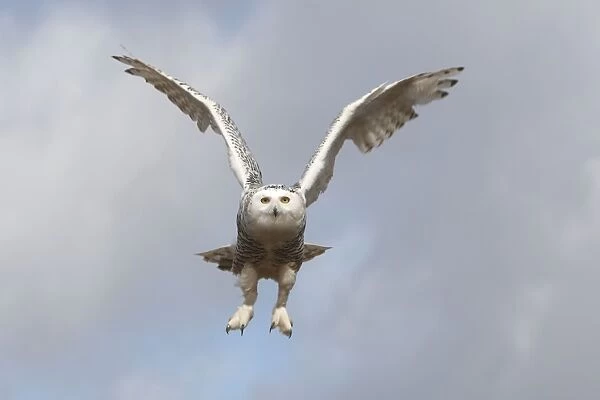 Snowy Owl - in flight