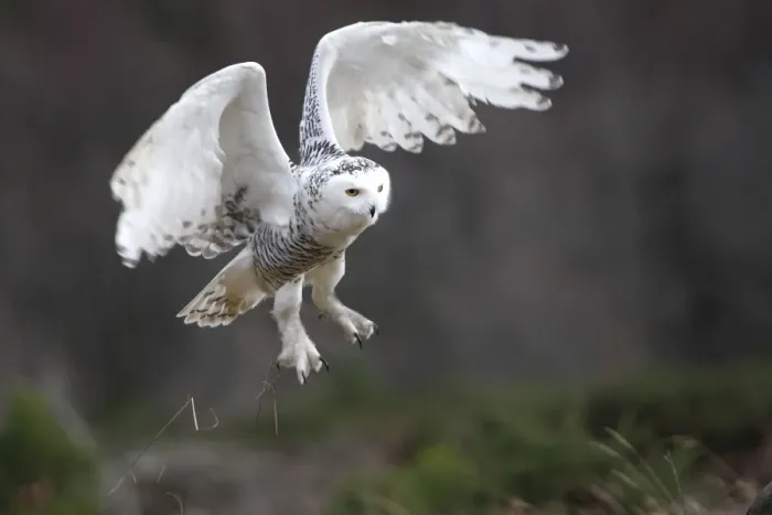 Framed Print : Snowy Owl - in flight Framed Print : Snowy Owl - in flight