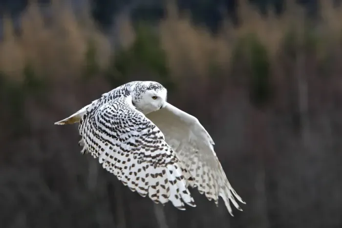 Framed Print : Snowy Owl - in flight Framed Print : Snowy Owl - in flight