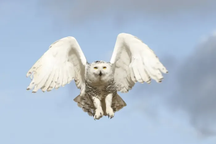 Framed Print : Snowy Owl - in flight