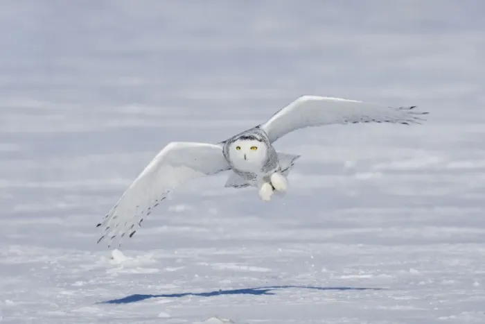 Framed Print : Snowy Owl - in flight Ontario, Canada in February Framed Print : Snowy Owl - in flight Ontario, Canada in February