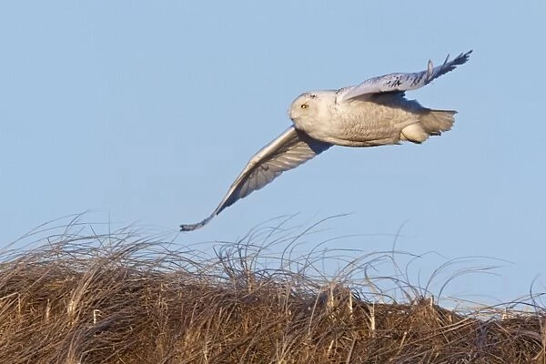 Snowy Owl - in flight - Salsbury Beach MA - USA - February