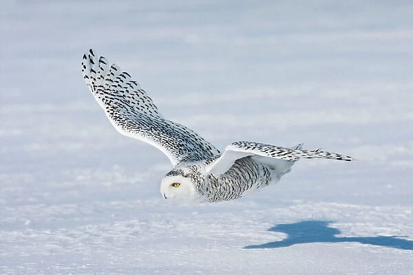 Snowy Owl - in flight over snow - Ontario - Canada - February