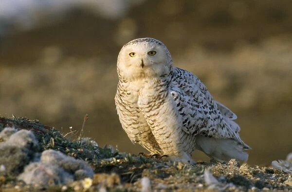 Snowy Owl Greenland