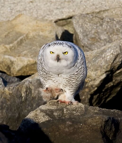 Snowy Owl, Immature bird, Nyctea scandiaca. Norwalk CT in November