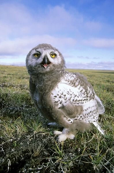 Snowy Owl - juvenile (a fledgling) - threatens a visitor by opening & clicking its beak - adults are watching from a distance. A typical species in tundra near Dikson, Russian Arctic. Summer, August. Di32. 0232