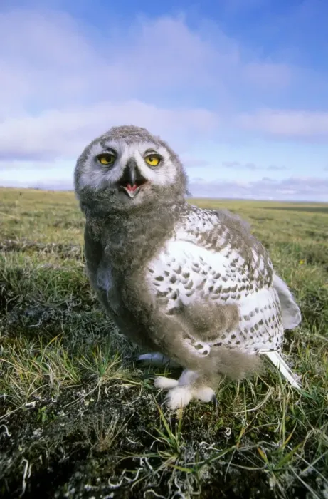 Framed Print : Snowy Owl - juvenile (a fledgling) - threatens a visitor by opening & clicking its beak - adults are watching from a distance. A typical species in tundra near Dikson, Russian Arctic. Summer, August. Di32. 0232 Framed Print : Snowy Owl - juvenile (a fledgling) - threatens a visitor by opening & clicking its beak - adults are watching from a distance. A typical species in tundra near Dikson, Russian Arctic. Summer, August. Di32. 0232