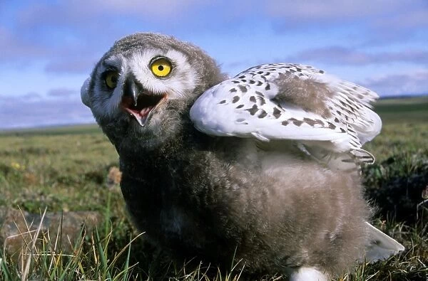 Snowy Owl - juvenile (a fledgling), threatens a visitor by opening & clicking its beak - adults are watching from a distance. A typical species in tundra near Dikson, Russian Arctic. Summer, August. Di32. 1056