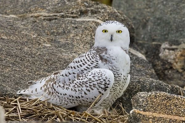 Snowy Owl, Nyctea scandiaca. Immature bird. November in CT