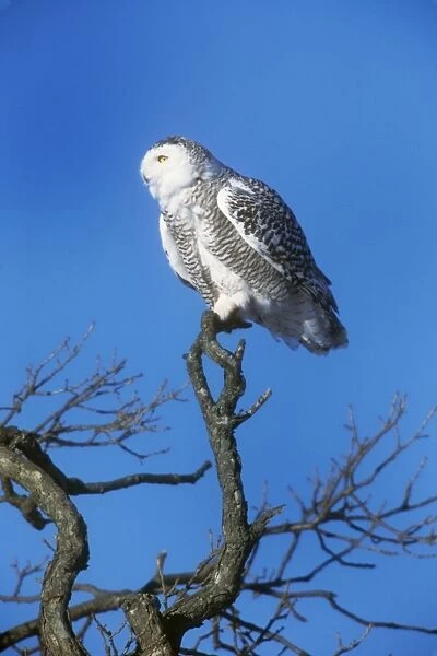 Snowy Owl - perched on a branch
