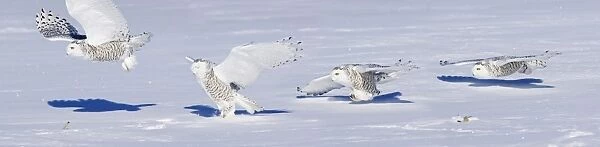 Snowy Owl PHOTOCOMPOSITION of 4 actual consecutive frames all within the same second. Ontario, Canada in February