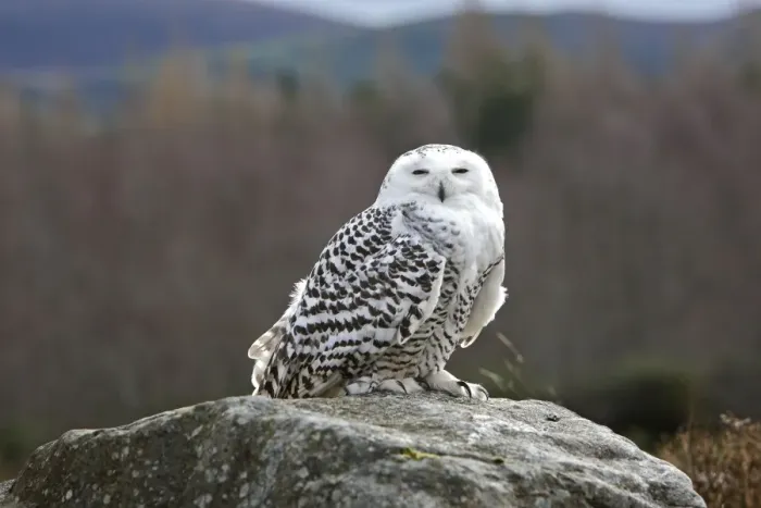 Framed Print : Snowy Owl - resting on rock Framed Print : Snowy Owl - resting on rock