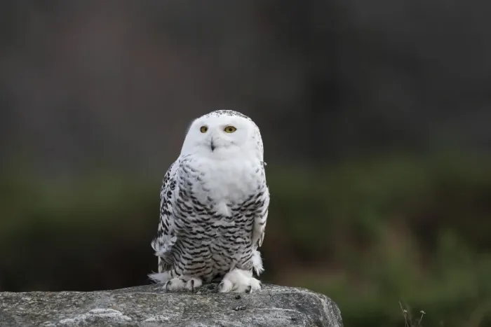 Framed Print : Snowy Owl - resting on rock Framed Print : Snowy Owl - resting on rock