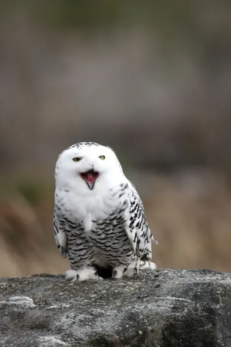 Framed Print : Snowy Owl - resting on rock calling Framed Print : Snowy Owl - resting on rock calling