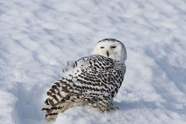 Snowy Owl - resting on snow