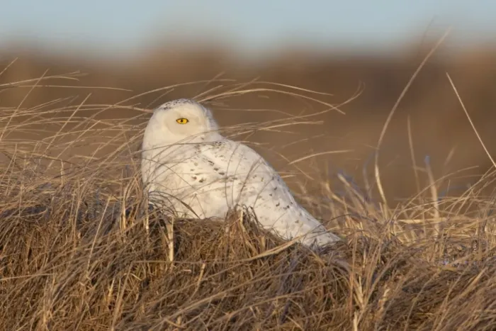 Framed Print : Snowy Owl - Salsbury Beach MA - USA - February