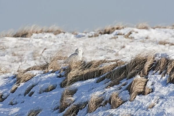 Snowy Owl - in snow on Salsbury Beach - MA - USA - January