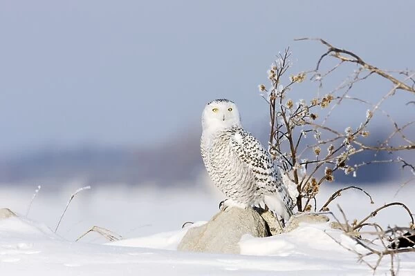 Snowy Owl - in winter. Ontario, Canada