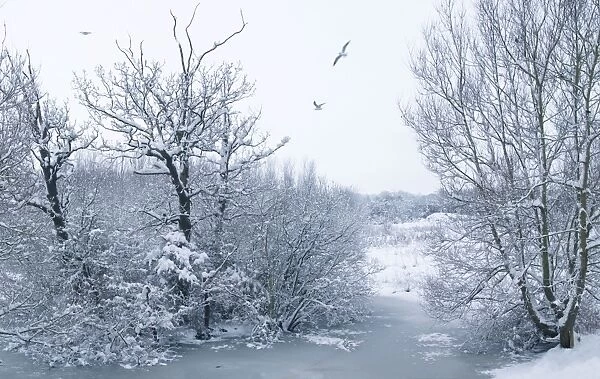 Snowy scene - Gulls and frozen pond - Oxfordshire - England