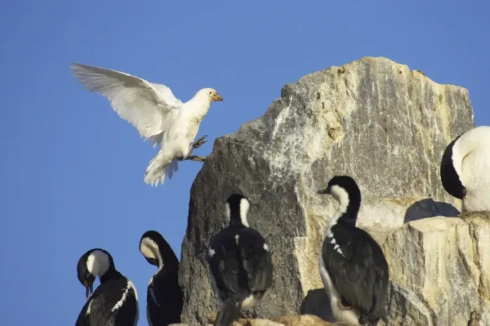 Framed Print : Snowy Sheathbill - Coming in to land in Antarctic Shag nesting area Chionis alba Paulette Island Antarctic Penninsular BI007462 Framed Print : Snowy Sheathbill - Coming in to land in Antarctic Shag nesting area Chionis alba Paulette Island Antarctic Penninsular BI007462