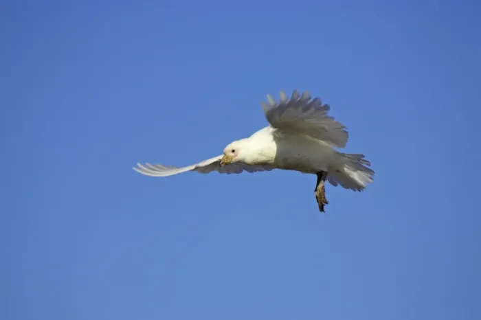 Framed Print : Snowy Sheathbill - In flight Chionis alba Paulette Island Antarctic Penninsular BI007471 Framed Print : Snowy Sheathbill - In flight Chionis alba Paulette Island Antarctic Penninsular BI007471