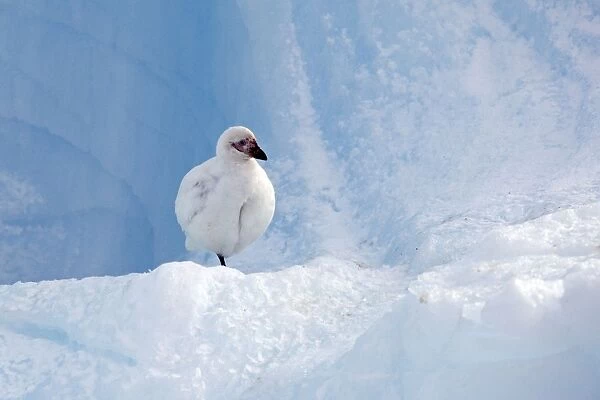 Snowy Sheathbill - Paulet Island - Antarctic Peninsula