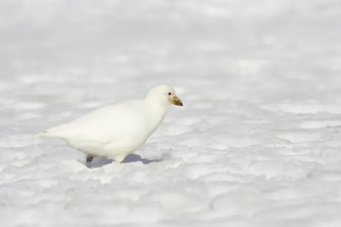 Framed Print : Snowy Sheathbill - In Snow Chionis alba Half Moon Island Antarctic Penninsular BI012775 Framed Print : Snowy Sheathbill - In Snow Chionis alba Half Moon Island Antarctic Penninsular BI012775