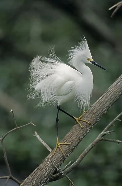 Snoy Egret - In tree - Louisiana - Common in marshes-ponds-mangrove swamps and occasionally found in dry fields - Moves briskly in water stirring up prey with their feet-stabbing repeatedly to catch it - Once hunted extensively for its plumes - Now