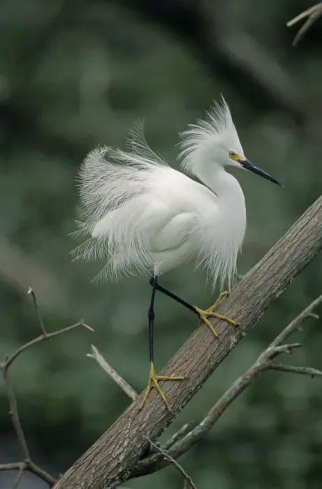 Framed Print : Snoy Egret - In tree - Louisiana - Common in marshes-ponds-mangrove swamps and occasionally found in dry fields - Moves briskly in water stirring up prey with their feet-stabbing repeatedly to catch it - Once hunted extensively for its plumes - Now Framed Print : Snoy Egret - In tree - Louisiana - Common in marshes-ponds-mangrove swamps and occasionally found in dry fields - Moves briskly in water stirring up prey with their feet-stabbing repeatedly to catch it - Once hunted extensively for its plumes - Now