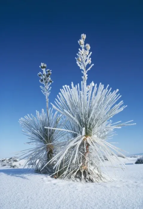 Framed Print : Soap-tree Yucca FG 3013 White Sands National Monument, New Mexico, USA. Yucca elata © Francois Gohier / ardea. com Framed Print : Soap-tree Yucca FG 3013 White Sands National Monument, New Mexico, USA. Yucca elata © Francois Gohier / ardea. com