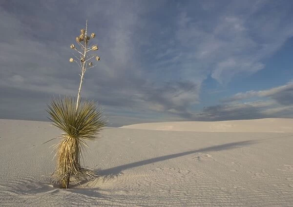 Soaptree Yucca - with beatiful wind-sculpted white gypsum dunes White Sands National Monument, New Mexico, USA