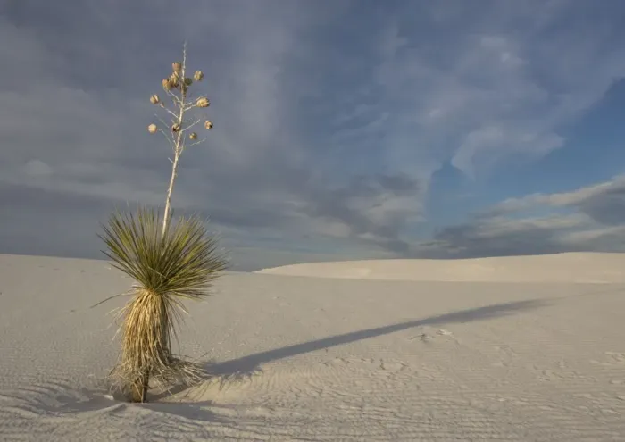 Framed Print : Soaptree Yucca - with beatiful wind-sculpted white gypsum dunes White Sands National Monument, New Mexico, USA Framed Print : Soaptree Yucca - with beatiful wind-sculpted white gypsum dunes White Sands National Monument, New Mexico, USA