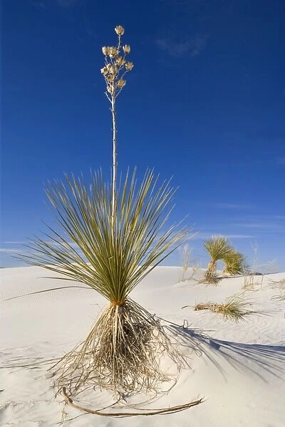 Soaptree Yucca - growing on white gypsum dune - White Sands National Monument - New Mexico - USA