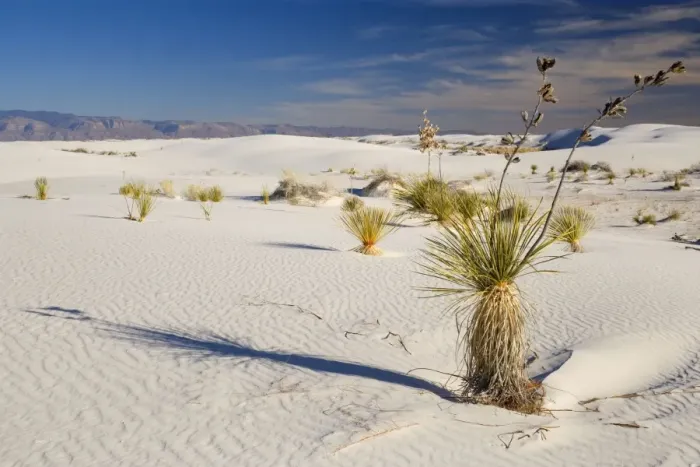 Framed Print : Soaptree Yucca - growing on white gypsum dune - White Sands National Monument - New Mexico - USA Framed Print : Soaptree Yucca - growing on white gypsum dune - White Sands National Monument - New Mexico - USA