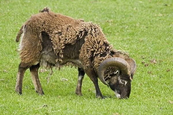 Soay ram sheep - shedding its fleece and grazing. Rare Breed Trust Cotswold Farm Park - UK
