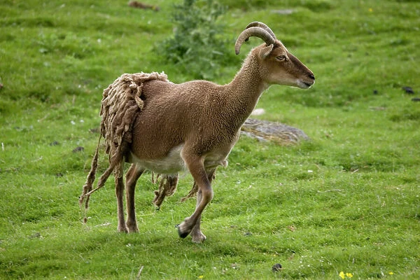 Soay sheep - shedding fleece, Highland Wildlife Park, Scotland, UK. Originated from St Kilda in Outer Hebrides