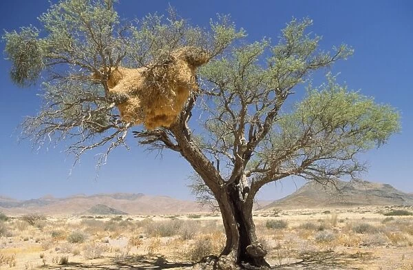 Sociable Weaver - communal nest Namib Desert, Namibia, Africa