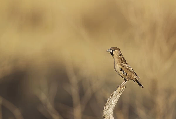 Sociable Weaver - male - perching in the vicinity