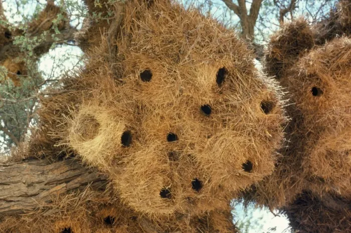 Framed Print : Sociable Weaver - nest Framed Print : Sociable Weaver - nest