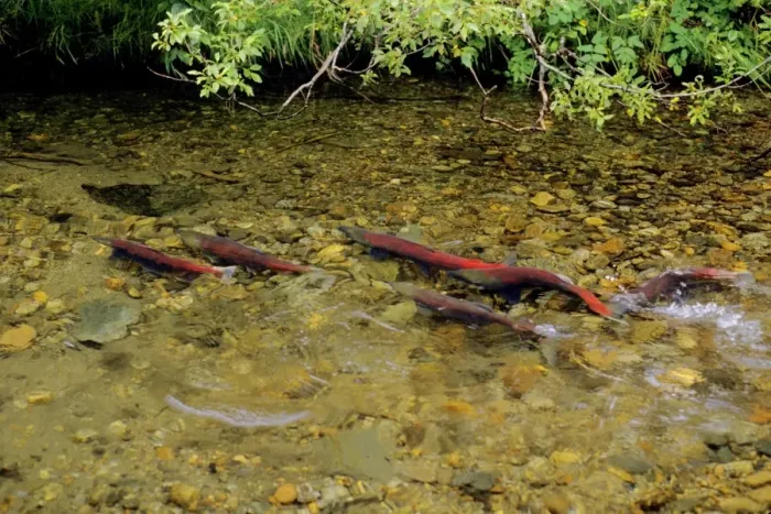 Framed Print : Sockeye Salmon - spawning stream. LX105 Framed Print : Sockeye Salmon - spawning stream. LX105