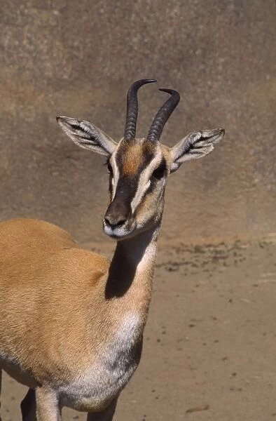 Soemmerring's Gazelle - close-up of head East Sudan, Ethiopia and Somalia