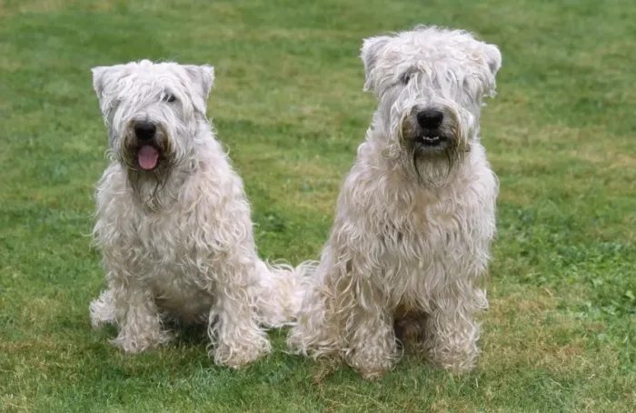 Framed Print : Soft Coated Wheaten Terrier - two sitting