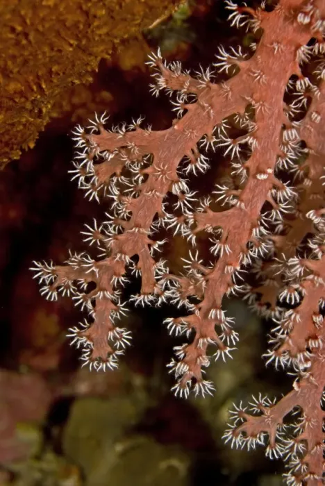 Framed Print : Soft Coral - this animal is sweeping the current with its sticky flower like fingers - found at 30 meters off a coral cliff - Indonesia
