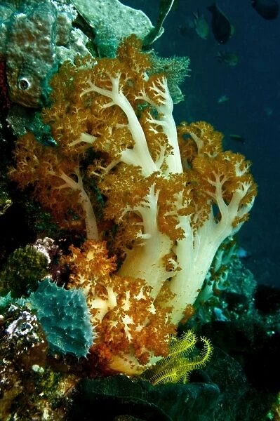 Soft Coral - one of the most brillant of all soft corals this family sags when there is no current but stands erect when the current sweeps plankton on which it feeds past - Indonesia