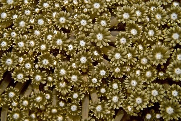 Soft coral polyps - Papua New Guinea
