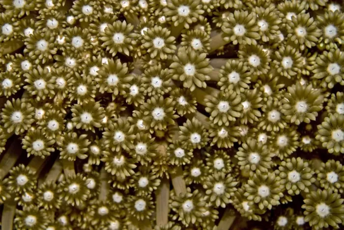 Framed Print : Soft coral polyps - Papua New Guinea Framed Print : Soft coral polyps - Papua New Guinea