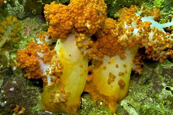 Soft Coral - only found where there are strong currents - Asmat - Indonesia