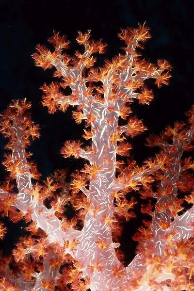 Soft coral tree (Dendronephthya sp). Similan Islands, Andaman Sea, Thailand